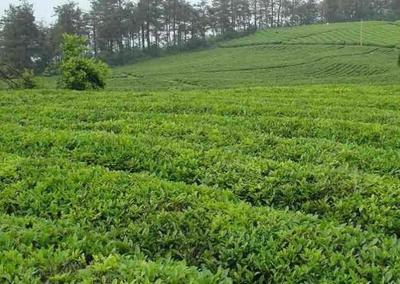 桐柏玉葉 南陽山水孕育的綠茶瑰寶