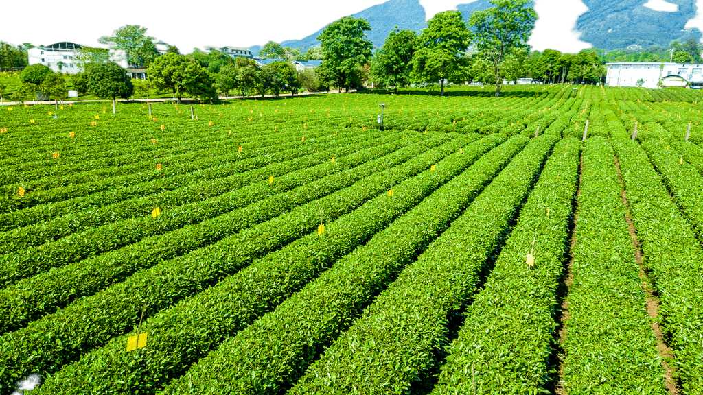 打造視覺盛宴 原創茶園航拍免摳元素，賦能農副產品品牌升級與銷售